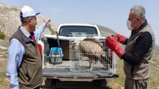 Tedavisi tamamlanan akbaba, doğaya bırakıldı