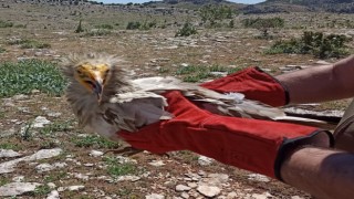 Tedavisi yapılan akbaba doğaya bırakıldı
