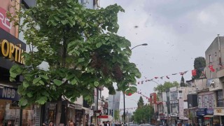 Tekirdağ bir sokakta arı istilası: Vatandaş kaçacak yer aradı