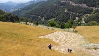 Teknolojinin giremediği köyde orakla buğday hasadı