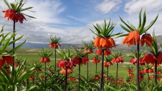 Ters laleler görenleri mest ediyor