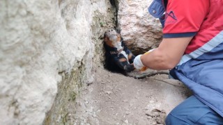 Tilkinin peşinden girdikleri obrukta sıkışan köpekleri itfaiye kurtardı