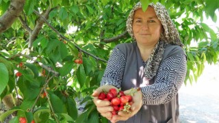 Tokatta turfanda kiraz hasadı başladı