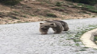 Trabzonlu vatandaş yolda yavru ayı gördü, o anlar izleyenleri gülümsetti