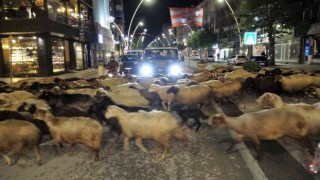 Trafik durdu, koyun sürüsü geçti