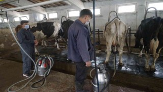 Türkiyede 2021de 23 milyon 200 bin 306 ton ton çiğ süt üretildi