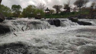 Uçan balıklardan görsel şölen