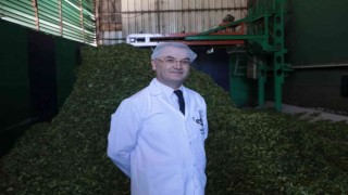 Üreticinin çayı kapış kapış gidiyor, özel sektör ÇAYKURun üzerinde fiyatla çay alıyor