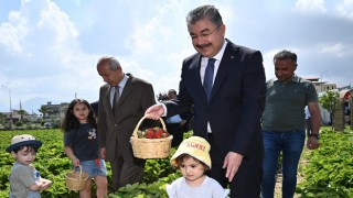 Vali Yılmaz, çocuklarla çilek topladı
