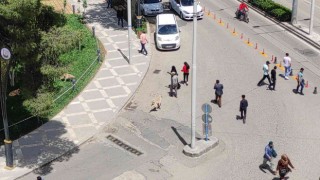 Vatandaşa saldıran sokak köpekleri belediye tarafından toplatıldı