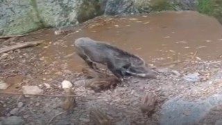 Yaban domuzları 20 metrelik şelaleden suya atladı