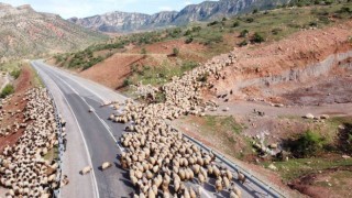 Yağışlar otlak alanlarını arttırdı, peynir fiyatlarının düşmesi bekleniyor