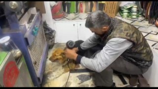 Yağmurda ıslanan sokak köpeğini fön makinesiyle kuruladı