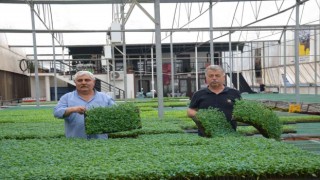 Yalova Ziraat Odasından çiftçiye 250 bin yerli fide
