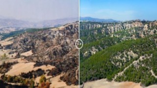 Yanan ormanlar küllerinden yeşerdi