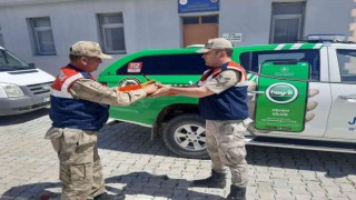 Yaralı balaban kuşlarına jandarmadan şefkat eli