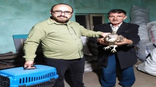 Yaralı bulunan arı şahini AKÜREMde tedavi altına alındı