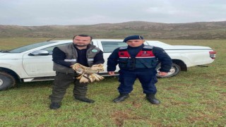 Yaralı bulunan Kızıl Şahin tedavi altına alındı
