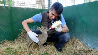 Yaralı bulunan yavru karaca biberonla besleniyor