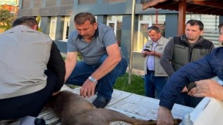 Yaralı karacaya ormancılar sahip çıktı