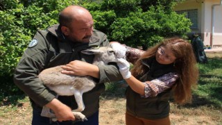 Yaşadığı bölgeden 450 kilometre uzakta bulundu