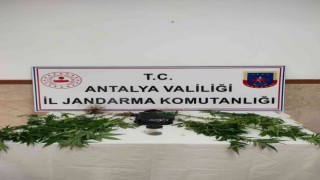 Yasadışı kenevir ekimine operasyon