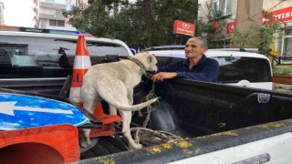 Yasaklı ırk köpeği direğe bağlayıp kaçtılar