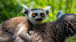 Yavru lemur Ormanya ailesine katıldı