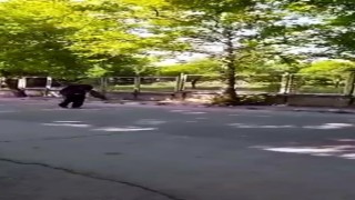 Yavrularını korumak isteyen kargalar vatandaşa zor anlar yaşattı