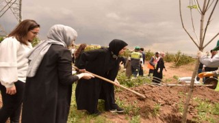 Yeşilin başkenti kampanyasına yurt içi ve yurt dışından yoğun ilgi