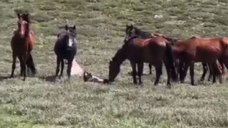 Yılkı atının doğum anı saniye saniye görüntülendi