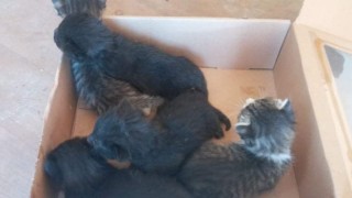 Yola bırakılan 5 kedi yavrusuna duyarsız kalmadı