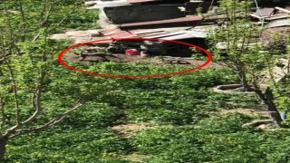 Yüksekovada ilçe merkezine inen tilki yavrularıyla görüntülendi