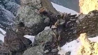 Yüksekovada sürü halinde dağ keçileri görüntülendi