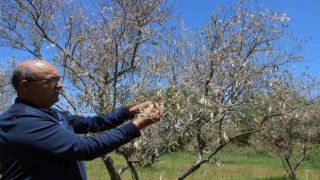 Zeytin ağaçlarında korkutan kuruma