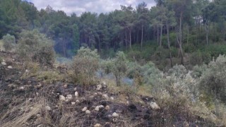 Zeytinlik alanda çıkan yangın ormana sıçramadan söndürüldü