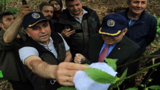 Zonguldakta gal arısına karşı bin 20 terminatör böcek doğaya salındı