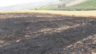 12 dönüm buğday ekili tarla yandı