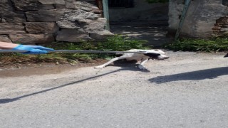 12 pitbul cinsi köpek bulundu