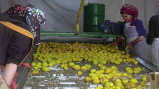 150 bin ton limon sevkiyatı devam ediyor