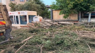 40 yıllık çam ağaçlarının kesilmesine mahalleliler tepkili