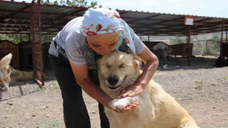 500ü aşkın köpeğe barınakta bakan İnci anne hayırseverlerden yardım istiyor