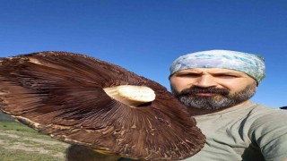 6 kiloluk devasa mantarlar görenleri şaşırttı