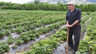 72 yaşındaki çilek üreticisinden gençlere çağrı