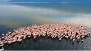 Acıgölde flamingolar böyle görüntülendi