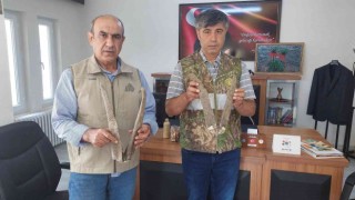 Adıyamanda ele geçirilen keçi boynuzuna 513 bin TL ceza