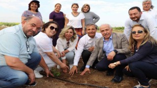 Akdenizde şeker otu yetiştirilecek