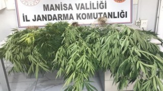 Akhisarın 3 mahallesinde 100 kök kenevir bitkisi ele geçirildi