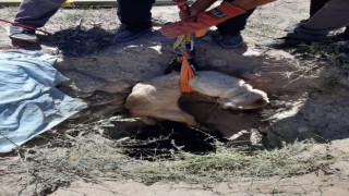 Aksarayda 4 metrelik kuyuya düşen köpeği AFAD kurtardı