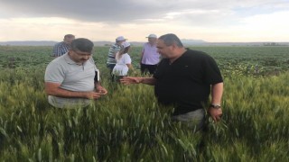Aksarayın tarım arazilerinde inceleme